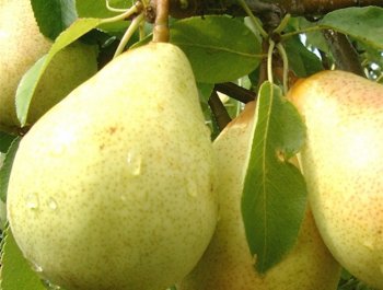 Kandil Ticaret
