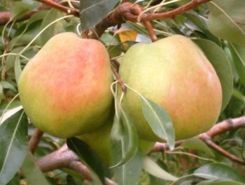 Kandil Ticaret