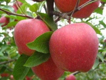Kandil Ticaret