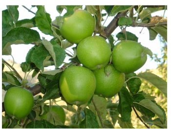 Kandil Ticaret