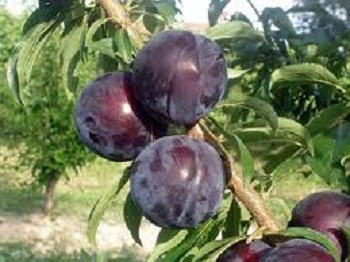 Kandil Ticaret