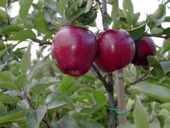 Kandil Ticaret